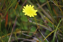 Microseris walteri