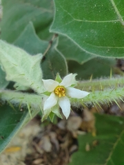 Solanum lasiocarpum