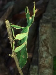 Cryptophyllium