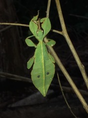 Cryptophyllium