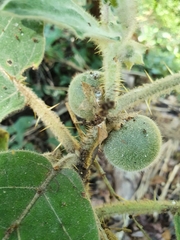 Solanum lasiocarpum