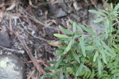Grevillea linsmithii
