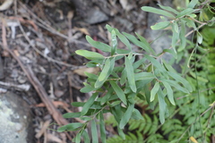 Grevillea linsmithii