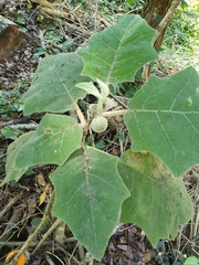 Solanum lasiocarpum