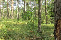 Bucculatrix frangutella