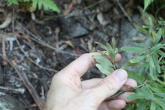 Grevillea linsmithii
