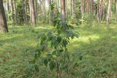 Bucculatrix frangutella