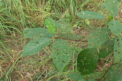 Bucculatrix frangutella