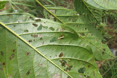 Bucculatrix frangutella