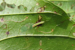 Bucculatrix frangutella