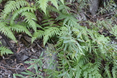 Grevillea linsmithii