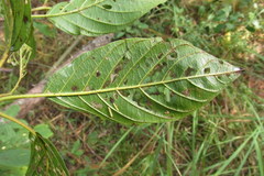 Bucculatrix frangutella