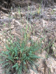 Sanguisorbinae