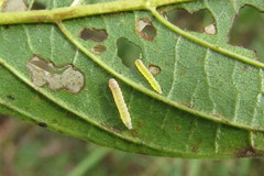 Bucculatrix frangutella