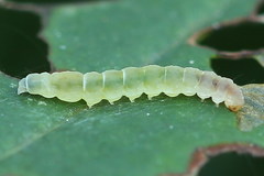 Bucculatrix frangutella