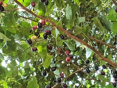 Prunus brachystachya