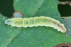 Bucculatrix frangutella