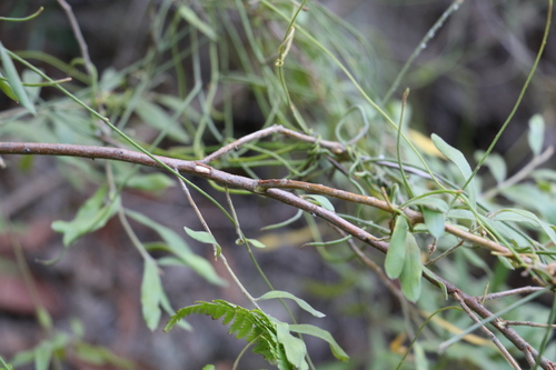 Image of Grevillea linsmithii by (c) Greg Tasney, some rights reserved (CC BY-SA)