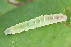 Bucculatrix frangutella