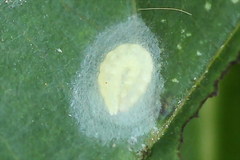 Bucculatrix frangutella