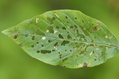 Bucculatrix frangutella