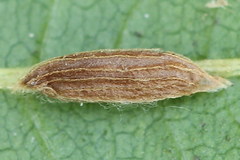 Bucculatrix frangutella