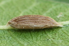 Bucculatrix frangutella