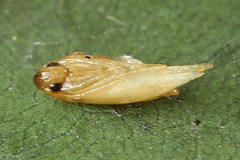 Bucculatrix frangutella