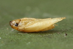 Bucculatrix frangutella