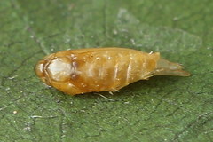 Bucculatrix frangutella