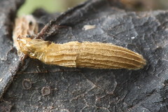 Bucculatrix frangutella