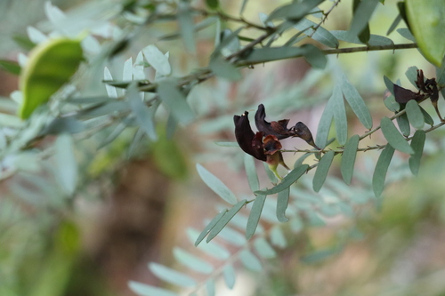 Image of Bossiaea rupicola by (c) Greg Tasney, some rights reserved (CC BY-SA)