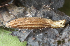 Bucculatrix frangutella