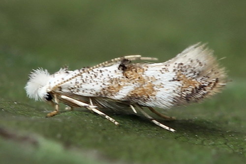 Bucculatrix frangutella (Goeze, 1783)