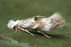 Bucculatrix frangutella