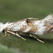 Buckthorn Bent-Wing - Photo (c) Andrey Ponomarev, some rights reserved (CC BY-NC), uploaded by Andrey Ponomarev
