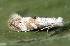 Bucculatrix frangutella