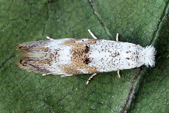 Bucculatrix frangutella