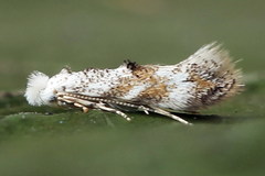 Bucculatrix frangutella