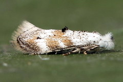 Bucculatrix frangutella