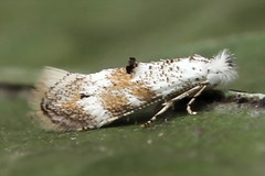 Bucculatrix frangutella