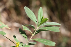 Hibbertia hexandra