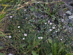 Psammophiliella muralis