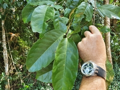 Prunus brachystachya