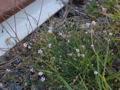 Psammophiliella muralis