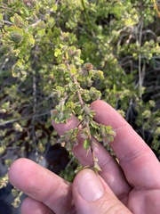 Pseudanthus ballingalliae