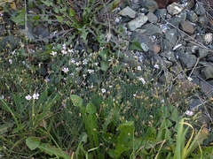 Psammophiliella muralis