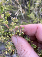 Pseudanthus ballingalliae