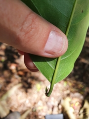 Prunus brachystachya