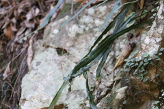 Asplenium attenuatum